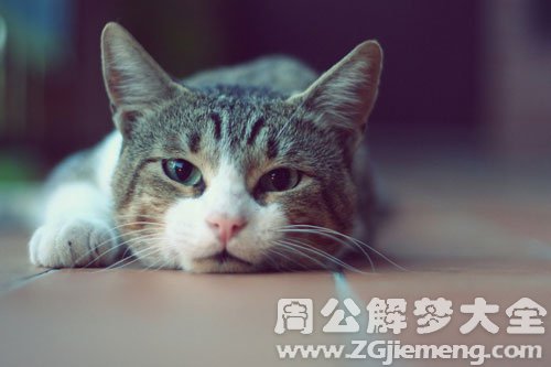 自己生猫