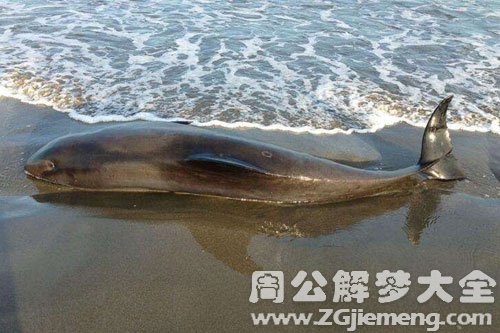 鱼搁浅