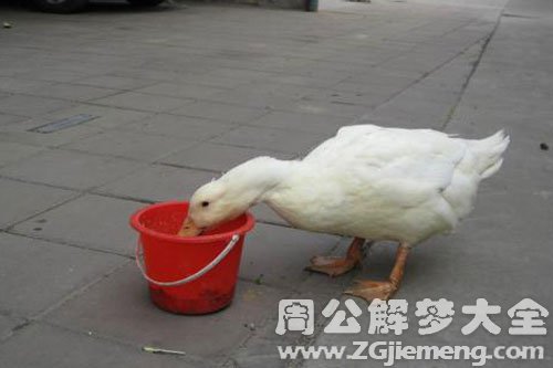 鸭子吃食