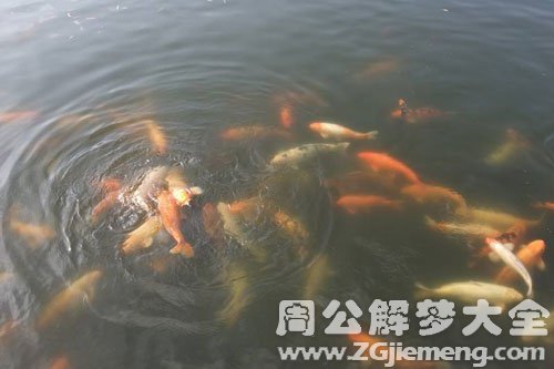 湖里有鱼