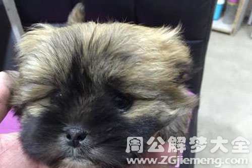 2狗
