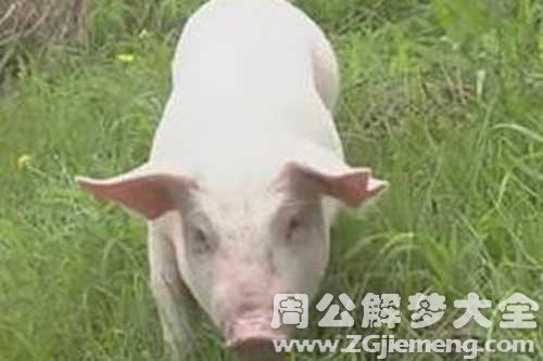 梦见白色的小猪