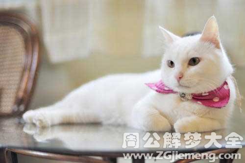 梦见快死的猫