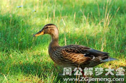 打鸭子