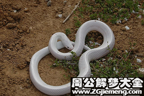 梦见三条白蛇