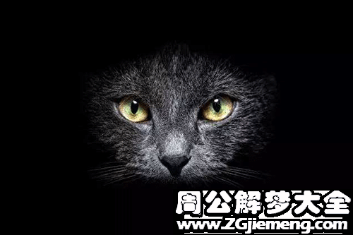 梦见黑色动物