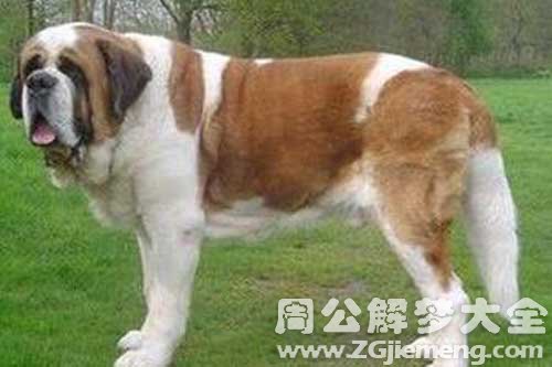 梦见抱大狗