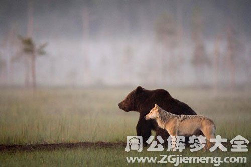 熊和狼