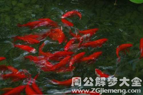 梦见红色的鲤鱼