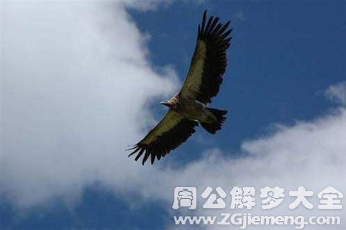 被鹰抓