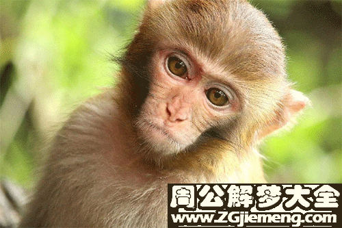 梦见猴子什么意思