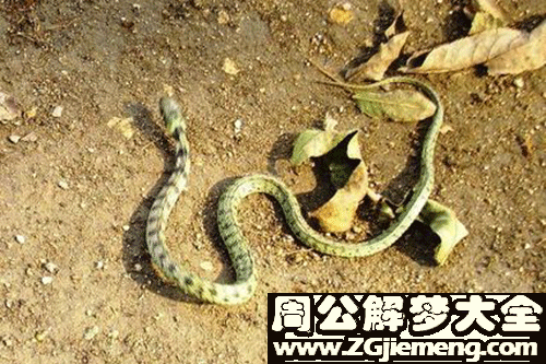 梦见蛇在门口