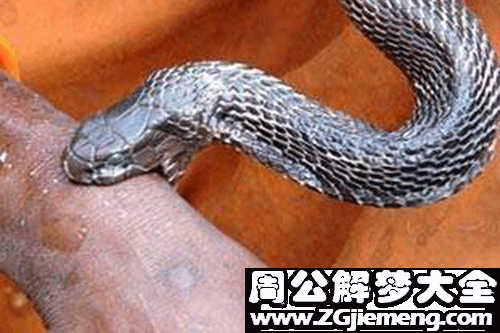 梦见蛇咬背