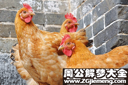 梦见鸡
