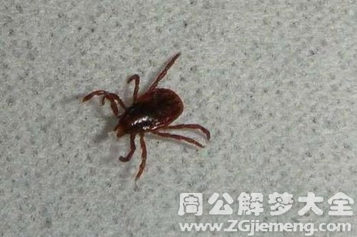 有虱子