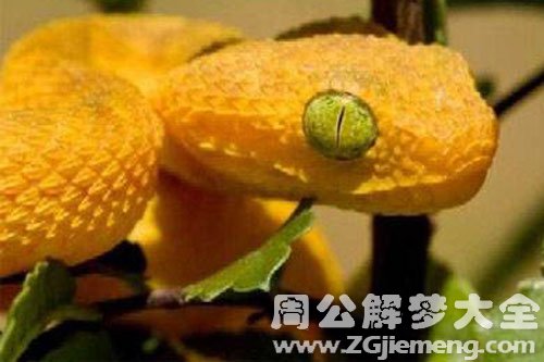 女人梦见黄蛇