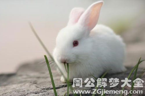 自己杀兔子