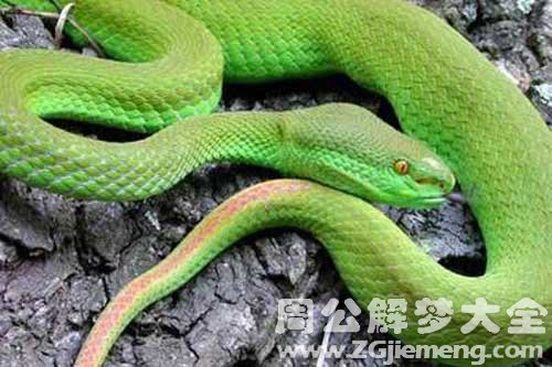 梦见自己打死很多蛇