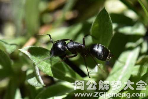 梦见很多黑蚂蚁