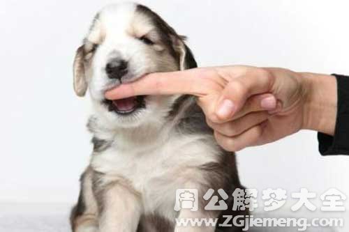梦见自己家的狗咬别人