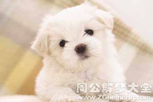 梦见自家小狗