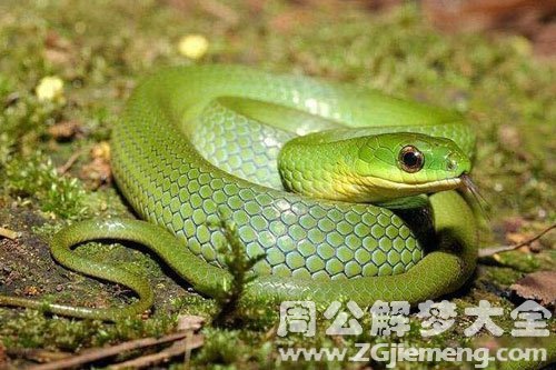杀青蛇