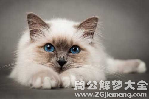 梦见猫上身