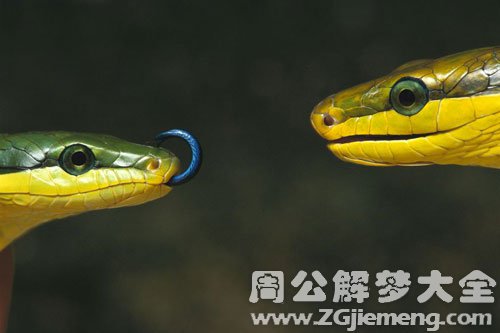 蛇把爸爸咬死了
