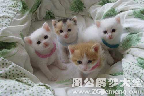 梦见猫崽子
