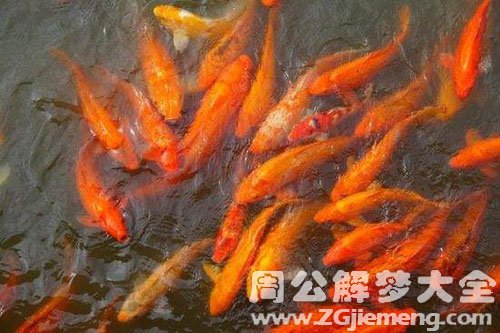河里好多小鱼