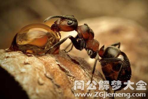 梦见把蚂蚁弄死
