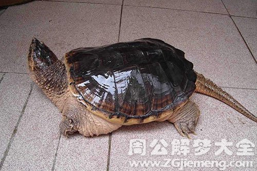 石龟