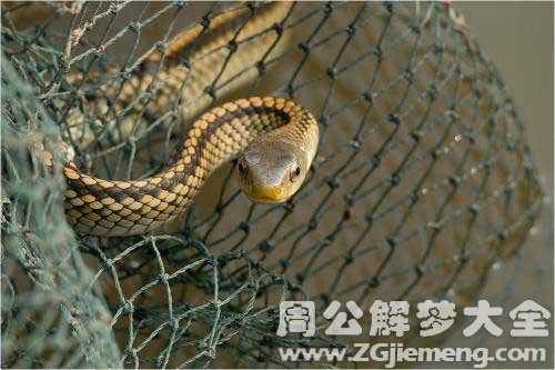 梦见一条蛇在水里游