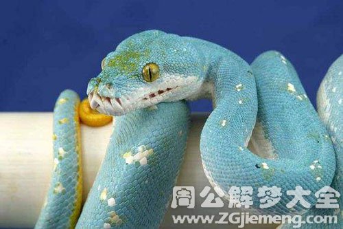 蓝蛇