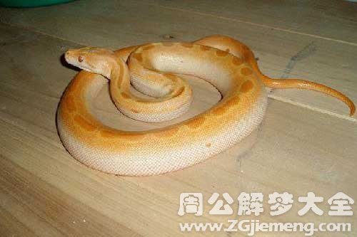 梦见蟒蛇蜕皮