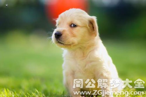 狗跟着自己走