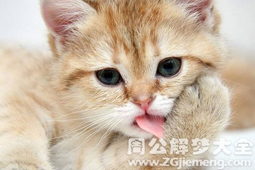 猫