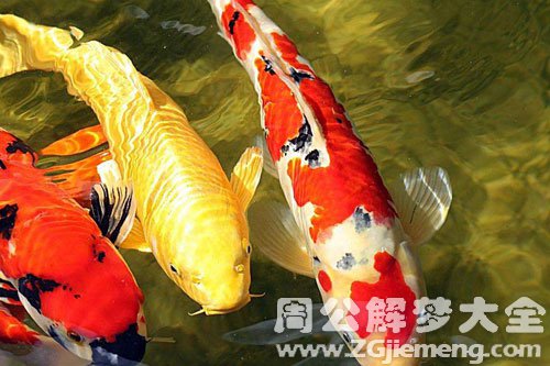 鲤鱼