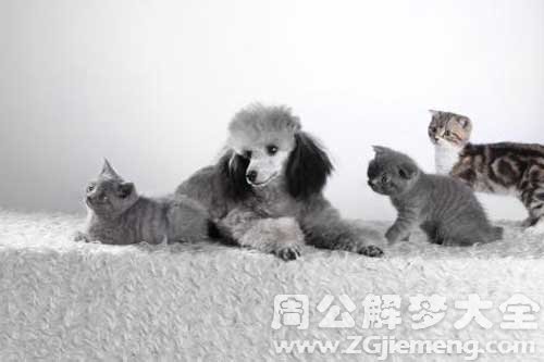梦见灰色的狗