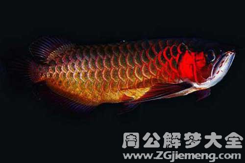 梦见鱼搁浅了
