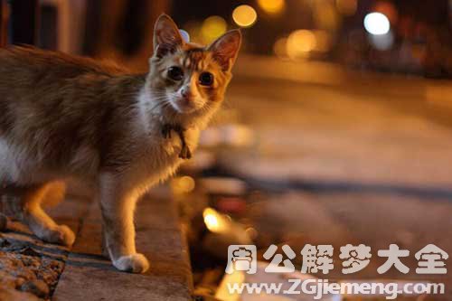 梦见卖猫