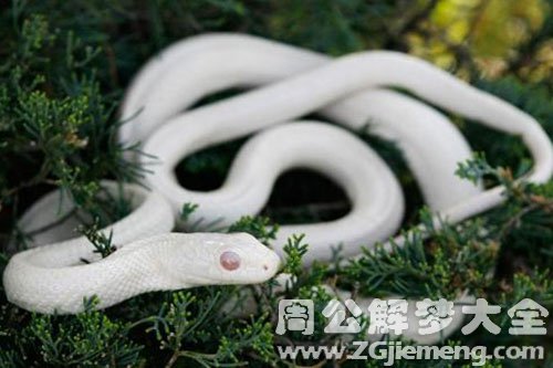 白蛇