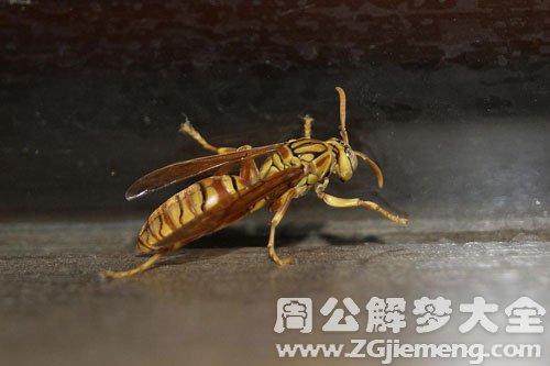 被黄蜂追