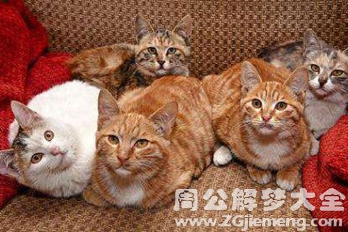 猫