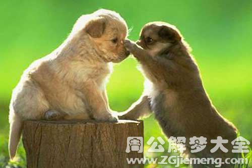 梦见狗生崽