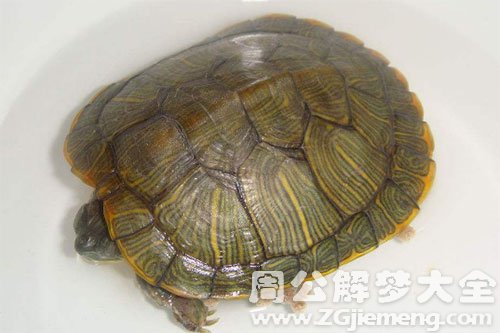 乌龟