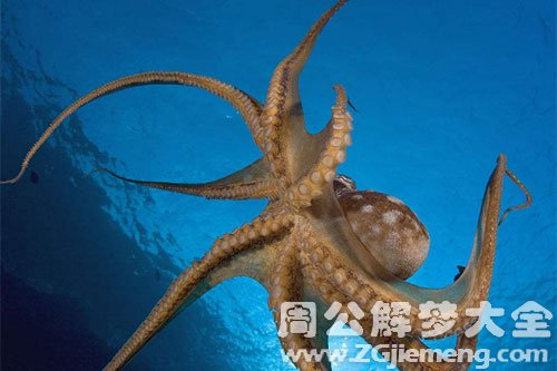 章鱼