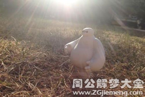 大白鸟