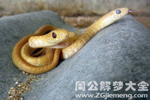 一条金黄色的蛇