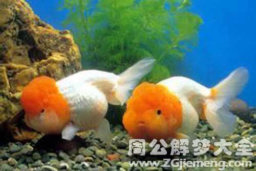 梦见黄金鱼